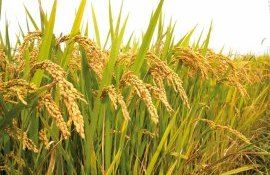 Китайские учёные создали масличный сорт риса - agroexpert.md