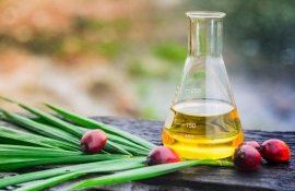 Когда на смену пальмовому маслу придет экологичный растительный жир - agroexpert.md