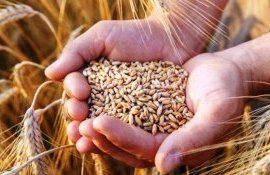 țări producătoare de grâu - agroexpert.md