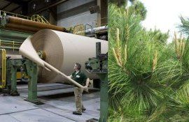 Биоактивная бумага из сосны поможет снизить потери фруктов при хранении - agroexpert.md