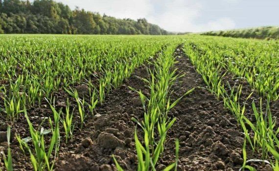 Взаимосвязи сроков сева, нормы высева, глубины заделки озимой пшеницы - agroexpert.md