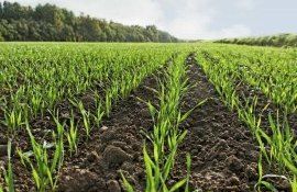 Взаимосвязи сроков сева, нормы высева, глубины заделки озимой пшеницы - agroexpert.md