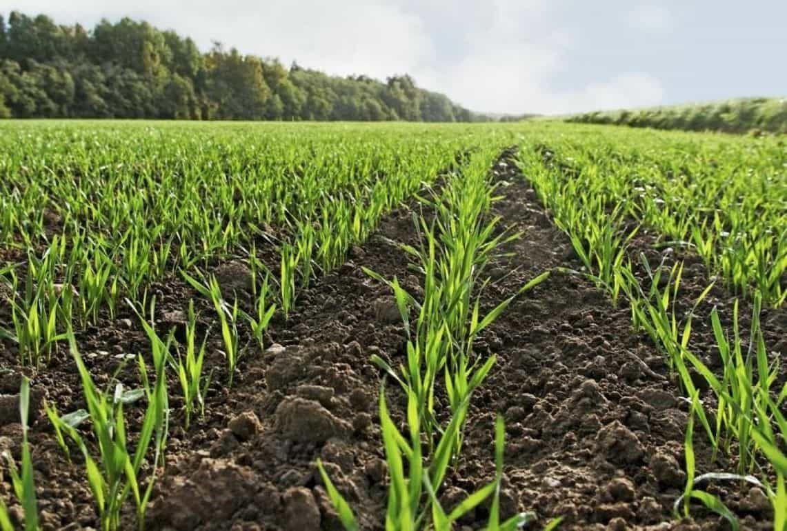 Взаимосвязи сроков сева, нормы высева, глубины заделки озимой пшеницы - agroexpert.md