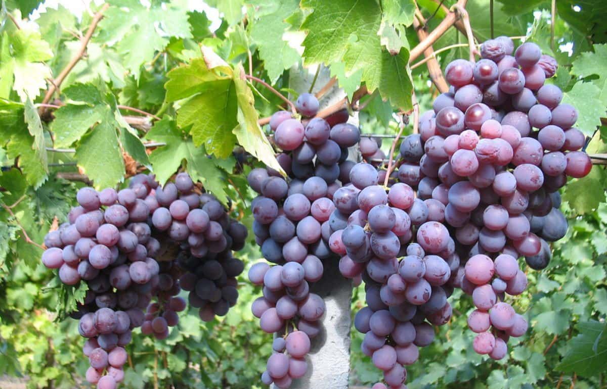 В Молдове определен список субсидируемых сортов винограда - agroexpert.md