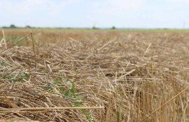 Как предотвратить снижение урожайности культур при внесении соломы - agroexpert.md