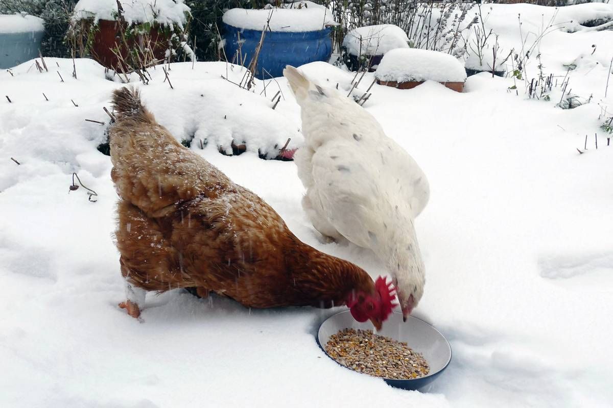 Зимние куры несушки. Курица зимой. Куры зимой. Кур несушек зимой. Куры в курятнике.