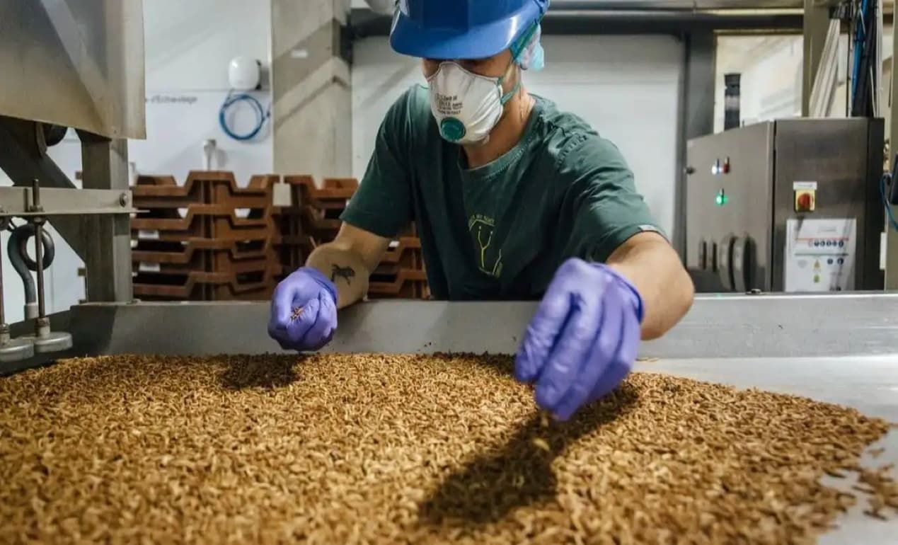 На испанском заводе откроется производство биоудобрений из мучных червей - agroexpert.md 