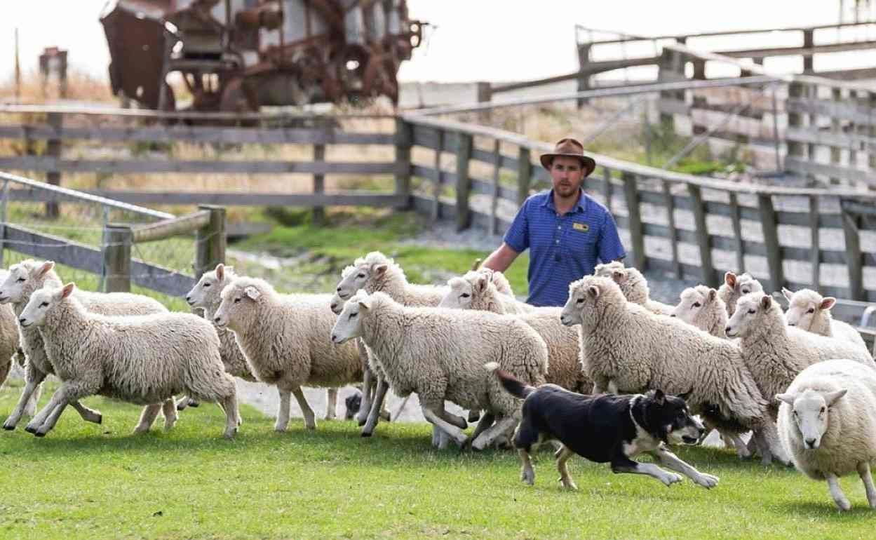 В Австралии фермеры начали раздавать овец бесплатно - agroexpert.md
