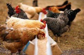 Белый люпин и черная львинка как альтернатива сое в куриных кормах - agroexpert.md