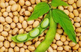 Производство сои в ЕС это лишь капля в море на фоне потребления - agroexpert.md