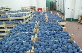 Сезон продаж сливы в РМ завершается на высоком ценовом уровне - agroexpert.md