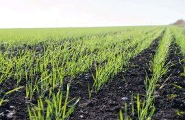 Какие особенности применения микроэлементов на посевах озимых зерновых - agroexpert.md