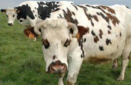 rabie bovină ANSA - agroexpert.md
