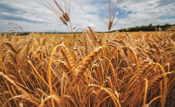 Тенденция на мировом рынке пшеницы – глобальное сокращение запасов - agroexpert.md