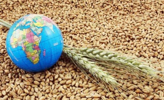 Цены на зерно безжалостно падают - каковы причины? - agroexpert.md