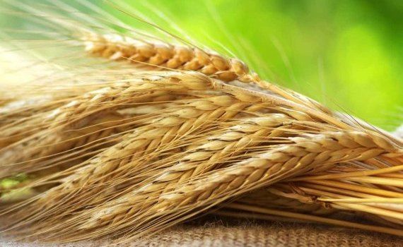 Учёные подсчитали потери зерновых из-за изменения климата - agroexpert.md