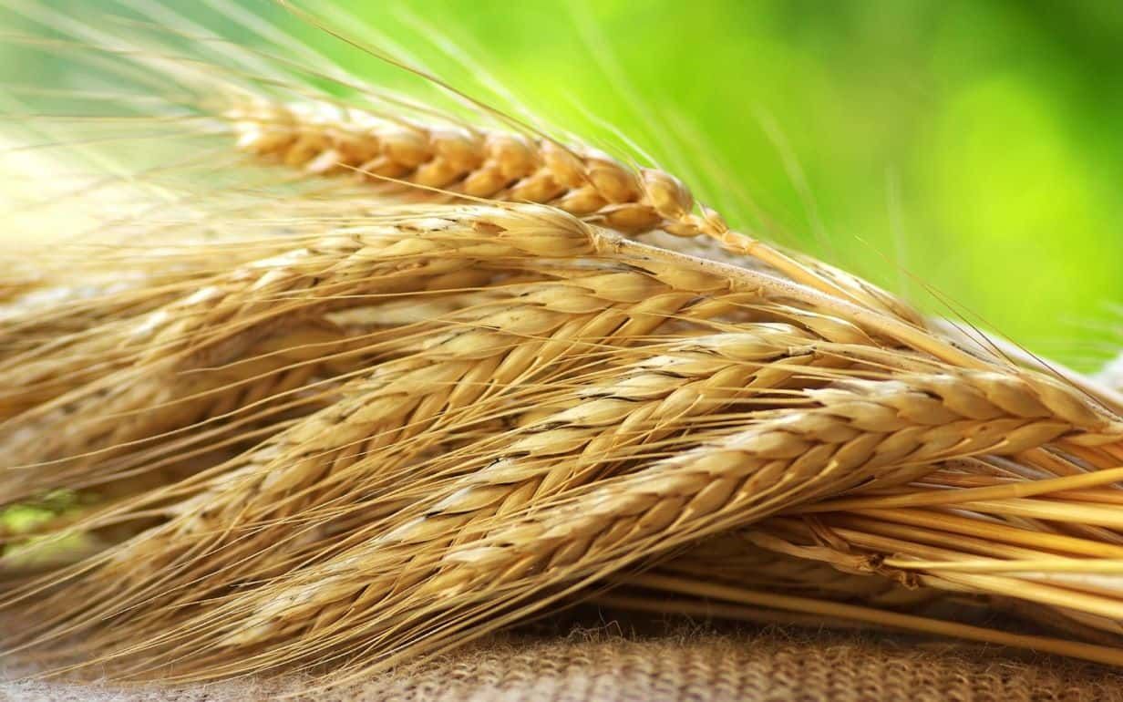 Учёные подсчитали потери зерновых из-за изменения климата - agroexpert.md