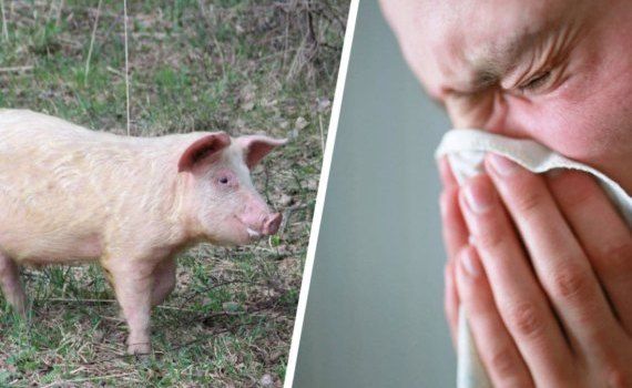 В Англии впервые зафиксировали заражение человека «свиным гриппом» - agroexpert.md