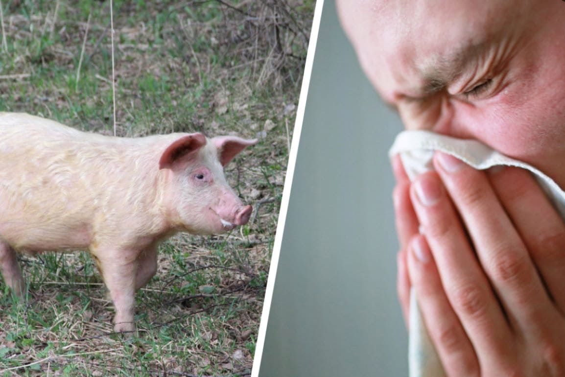 В Англии впервые зафиксировали заражение человека «свиным гриппом» - agroexpert.md