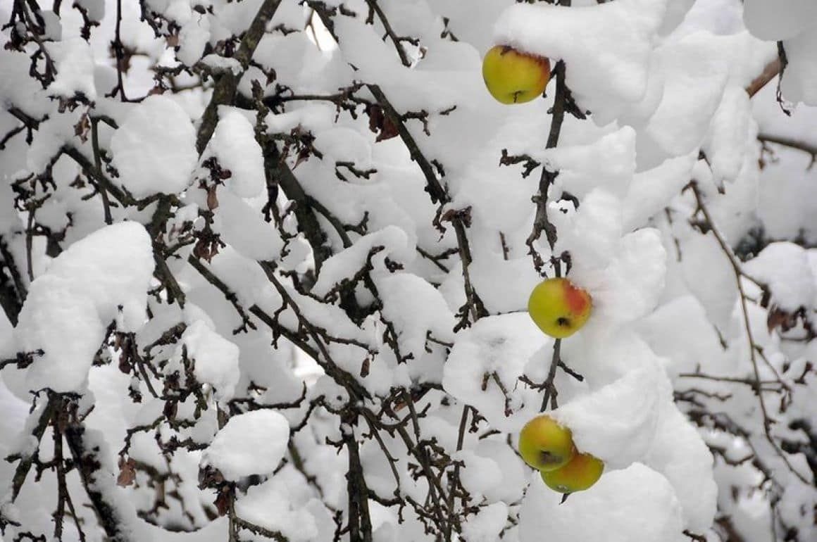 Сады и виноградники Молдовы не пострадали от недавней снежной бури - agroexpert.md