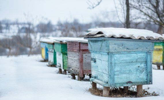 Calendarul apicultorului decembrie - agroexpert.md