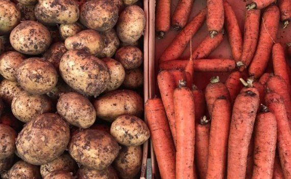 Импорт из Белоруссии сдерживает подорожание картофеля и моркови в Молдове - agroexpert.md