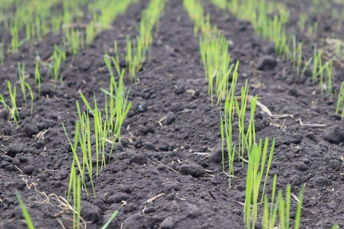 Анализ основных недостатков позднего сева озимой пшеницы - agroexpert.md