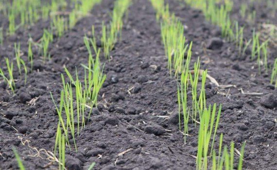 Анализ основных недостатков позднего сева озимой пшеницы - agroexpert.md