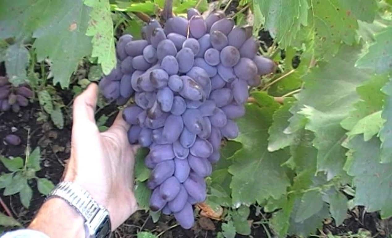 В Молдове цены на виноград «Молдова» установили абсолютный рекорд - agroexpert.md