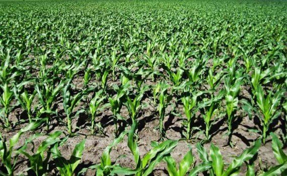 Прививка почвы микоризными грибами повышает урожайность кукурузы на 40% - agroexpert.md