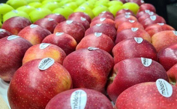 export fructe moldovenești UE - agroexpert.md
