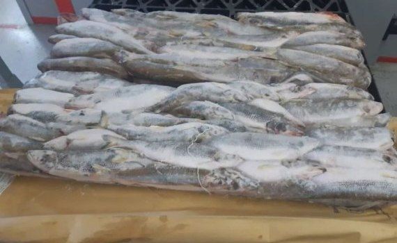 В Молдове рыбный кризис - что об этом говорят врачи? - agroexpert.md