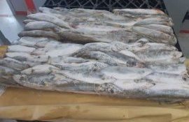 В Молдове рыбный кризис - что об этом говорят врачи? - agroexpert.md