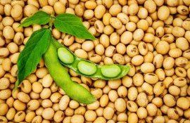 ЕС может лишиться сои на 10 млрд евро в год - agroexpert.md