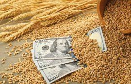 Мировой рынок зерна: пшеница и кукуруза подорожали цены на сою упали - agroexpert.md