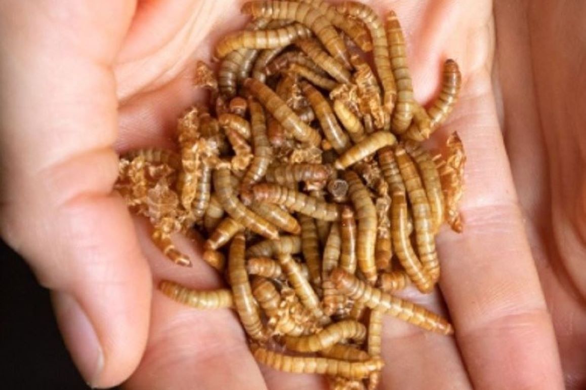 В Венгрии внедряют технологию выращивания насекомых для корма животных - agroexpert.md
