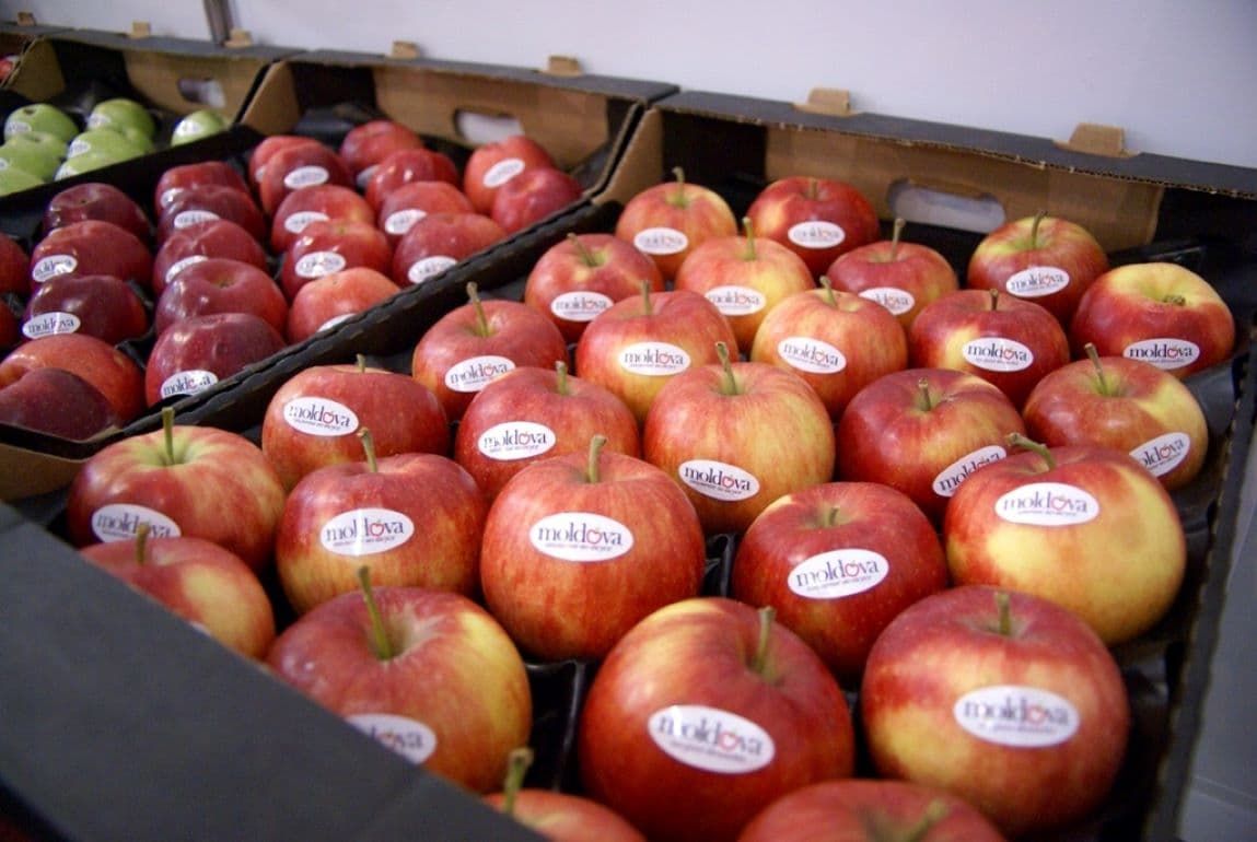 Экспорт молдавского яблока в ноябре – один из самых низких за 5 лет - agroexpert.md