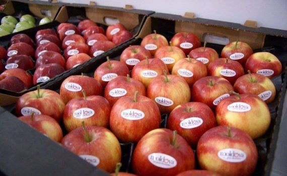 Экспорт молдавского яблока в ноябре – один из самых низких за 5 лет - agroexpert.md