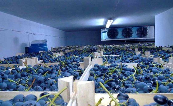 Молдова располагает большим запасом винограда для экспорта зимой - agroexpert.md