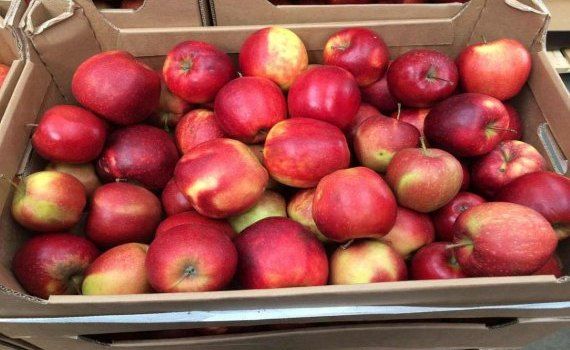 В Польше высокий сезон экспорта яблок завершен досрочно - agroexpert.md
