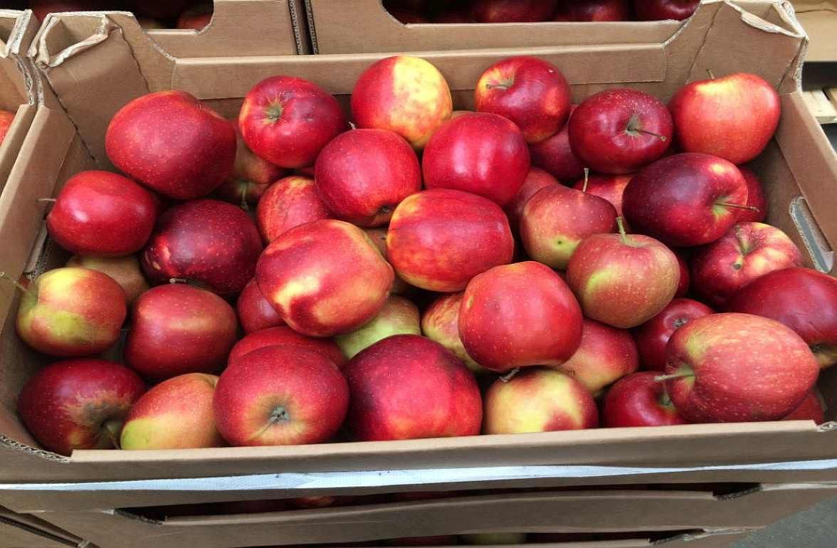 В Польше высокий сезон экспорта яблок завершен досрочно - agroexpert.md
