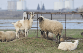 Producția de carne de oaie - agroexpert.md