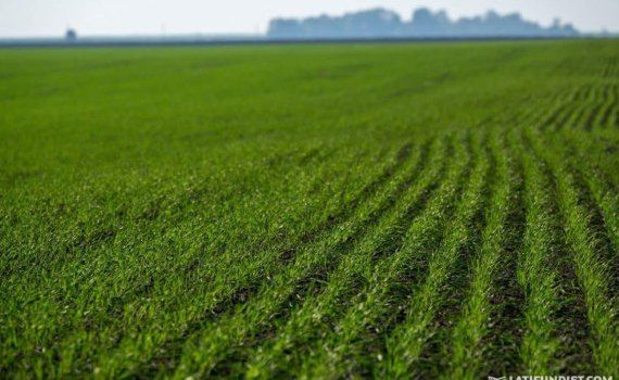 Ранний сев озимой пшеницы удорожает ее защиту - agroexpert.md