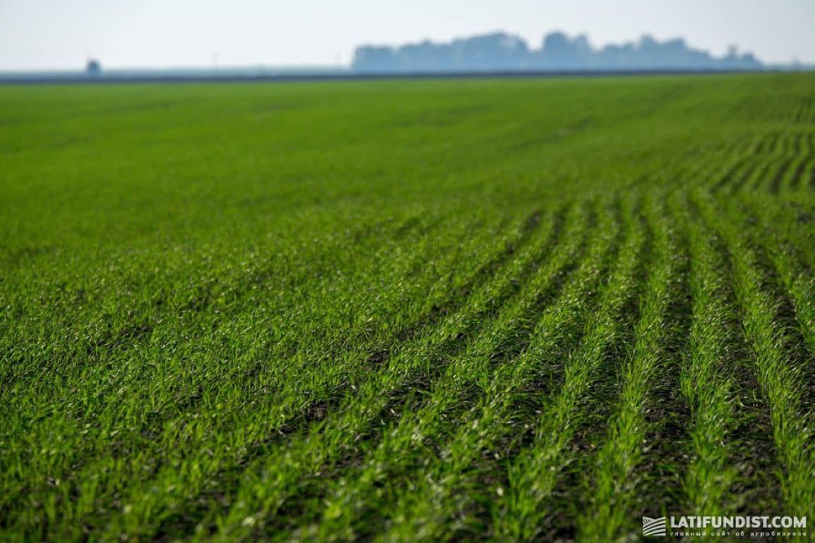 Ранний сев озимой пшеницы удорожает ее защиту - agroexpert.md