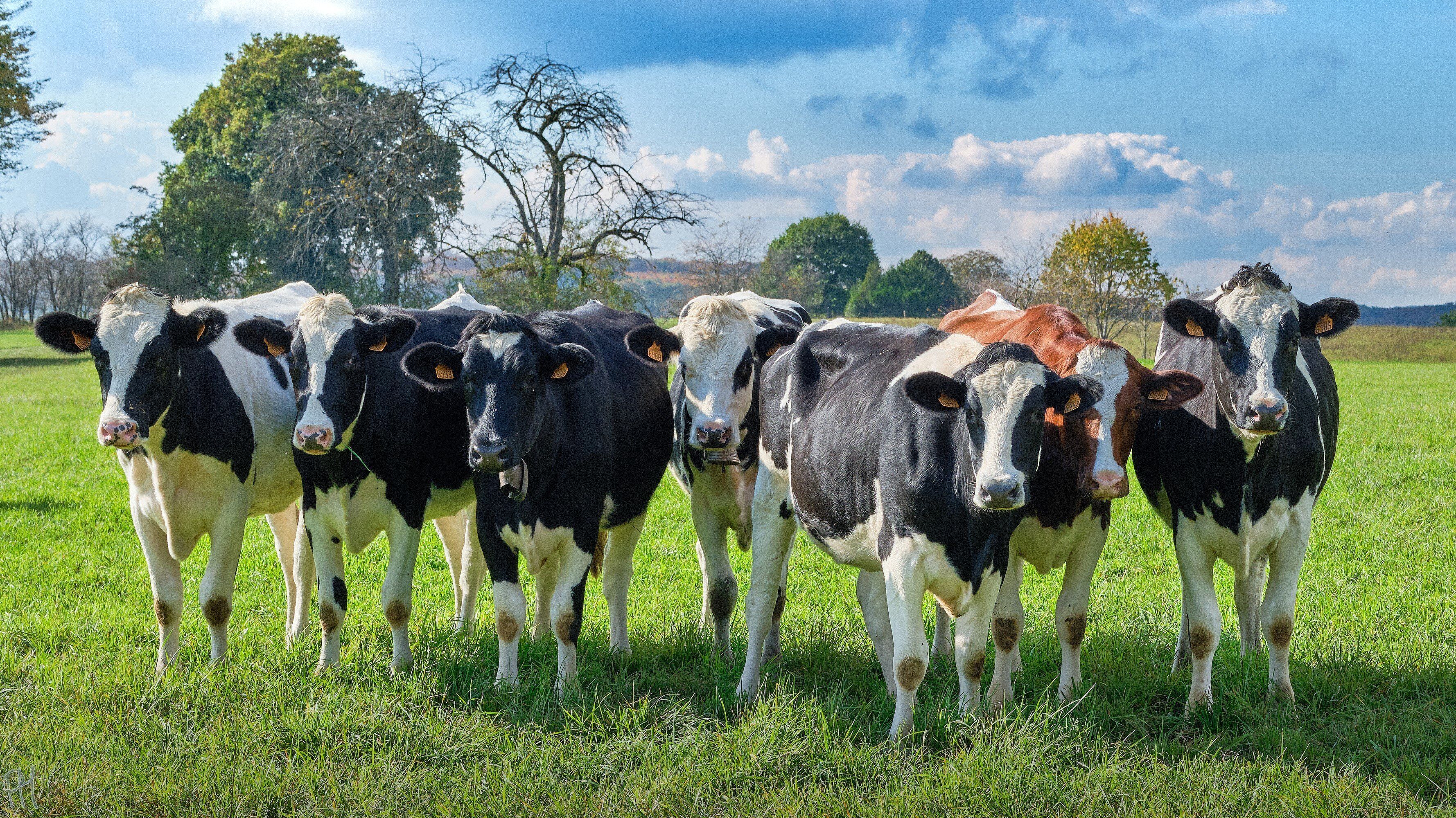 crescători de vaci de lapte eficiența - agroexpert.md
