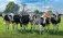 crescători de vaci de lapte eficiența - agroexpert.md