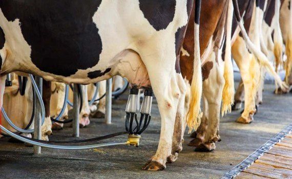 Сокращение поголовья коров из-за ужесточения экополитики ЕС - agroexpert.md