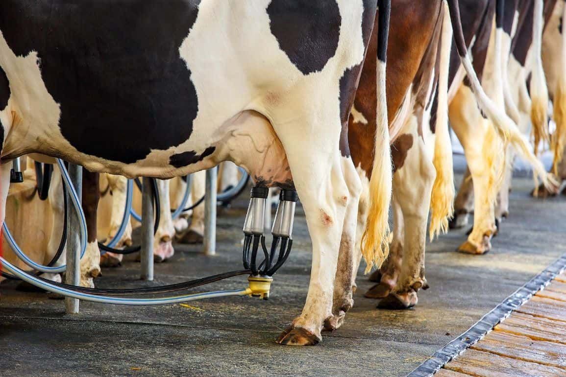 Сокращение поголовья коров из-за ужесточения экополитики ЕС - agroexpert.md