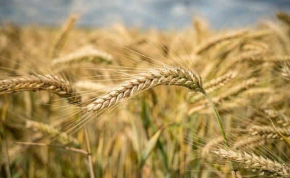 Россия ввела временный запрет на экспорт твердой пшеницы - agroexpert.md