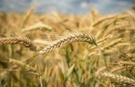 Россия ввела временный запрет на экспорт твердой пшеницы - agroexpert.md